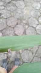 Colanthelia