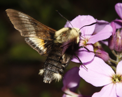 Proserpinus flavofasciata