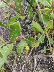Hypoxis juncea