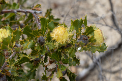 Banksia obovata