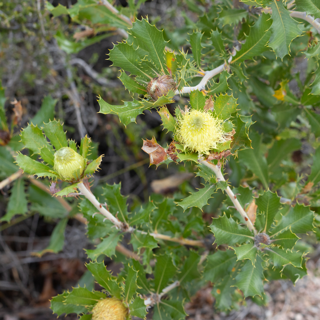 Wedge-leaved Dryandra