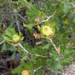 Banksia obovata