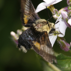 Proserpinus flavofasciata