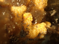 Styelidae
