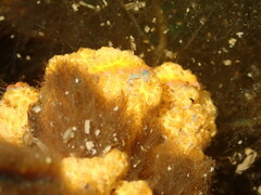 Styelidae