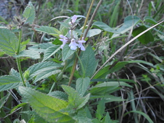 Stachys hispida
