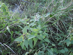 Stachys hispida