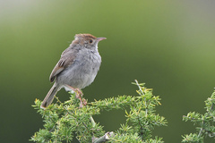 Cisticola fulvicapilla fulvicapilla
