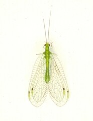Leucochrysa