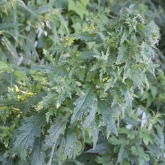 Carduus crispus