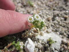 Linanthus maculatus maculatus
