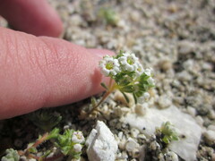 Linanthus maculatus maculatus