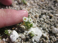 Linanthus maculatus maculatus