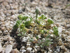 Linanthus maculatus maculatus