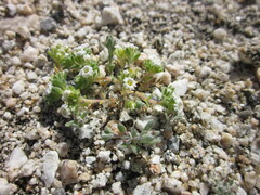 Linanthus maculatus maculatus