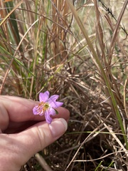 Rhexia mariana mariana