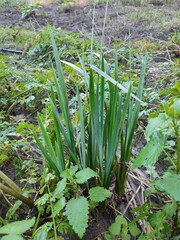 Iris pseudacorus