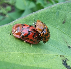 Conchyloctenia punctata