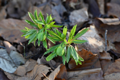 Helleborus viridis