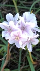 Armeria maritima maritima