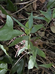 Lithachne pauciflora