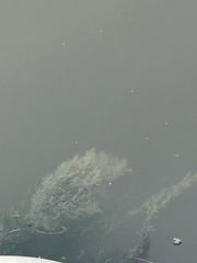 Amathia verticillata