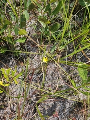 Hypoxis juncea