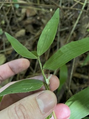 Lithachne pauciflora