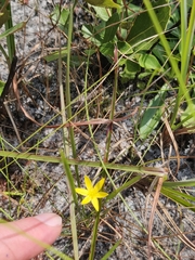Hypoxis juncea