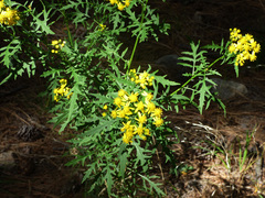 Senecio eremophilus macdougalii