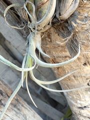 Tillandsia caput-medusae