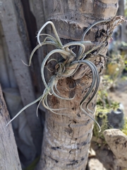 Tillandsia caput-medusae