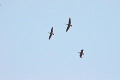 Dendrocygna autumnalis