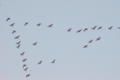 Dendrocygna autumnalis