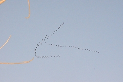 Dendrocygna autumnalis