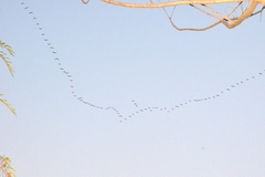 Dendrocygna autumnalis