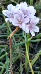 Armeria maritima maritima