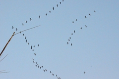 Dendrocygna autumnalis
