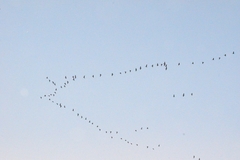 Dendrocygna autumnalis