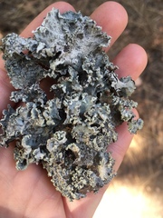 Platismatia wheeleri