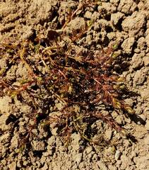 Myriophyllum triphyllum