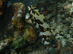 Epinephelus