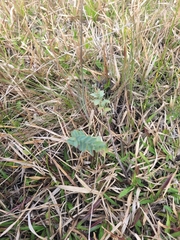 Hypericum tetrapetalum