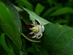 Cynanchum annularium