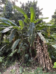 Musa acuminata