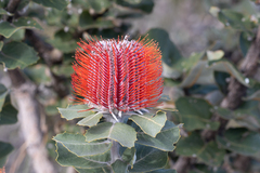 Banksia coccinea