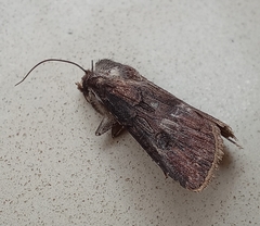 Agrotis segetum