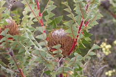 Banksia baxteri
