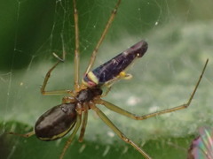 Colladonus montanus reductus