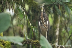 Tigrisoma fasciatum